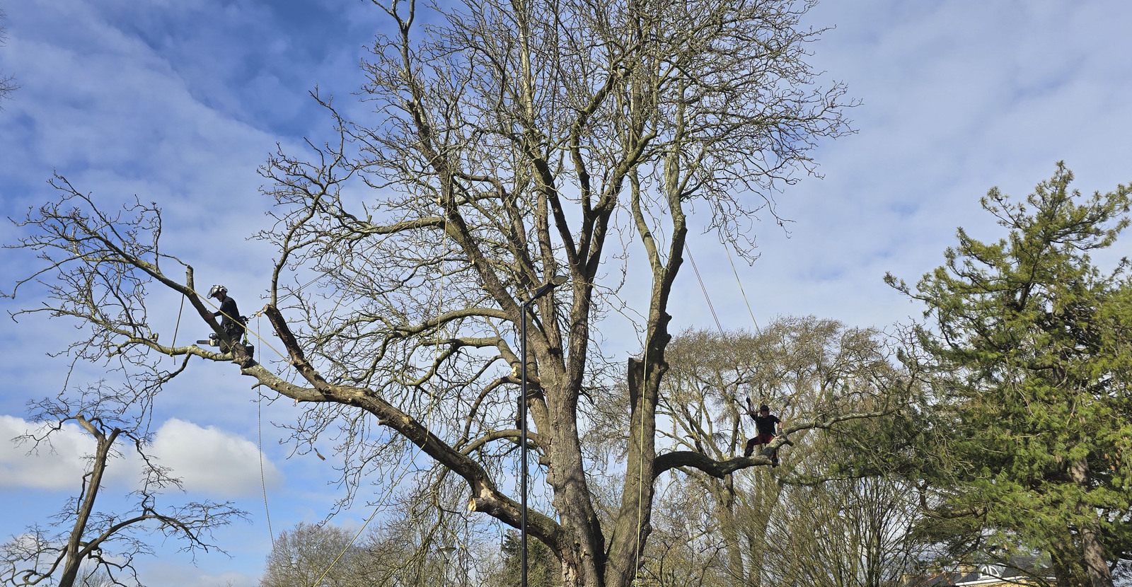 ACACIA TREE SURGEONS LIMITED logo